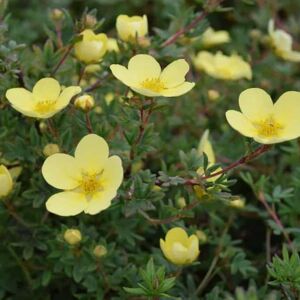 Potentilla fruticosa 'Goldfinger' 30-40 cm